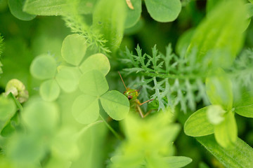 Grasshopper on the leaf of grass close up.