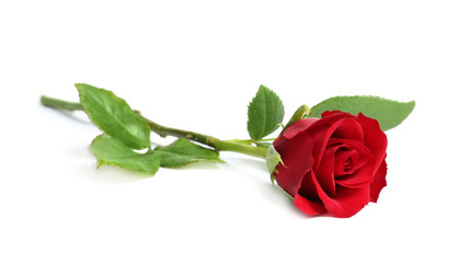 Beautiful red rose flower on white background - obrazy, fototapety, plakaty