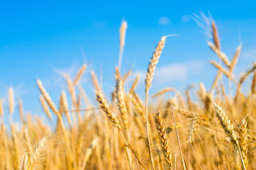 wheat spike and blue sky close-up. a golden field. beautiful view. symbol of harvest and fertility. Harvesting, bread.