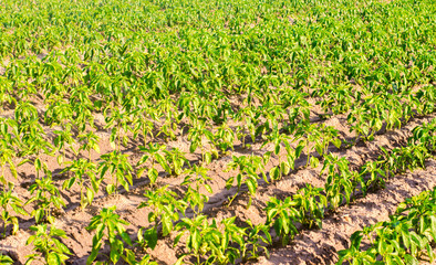 vegetable rows of pepper grow in the field. farming, agriculture, eco-friendly agricultural products. Landscape with agricultural land