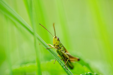 Grasshopper on the leaf of grass close up.