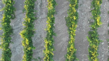 Aerial photography of the vineyard at sunset.