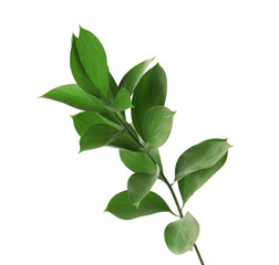 Fototapeta premium Branch with fresh green Ruscus leaves on white background