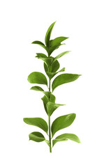 Branch with fresh green Ruscus leaves on white background
