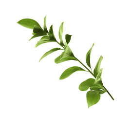 Branch with fresh green Ruscus leaves on white background