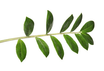 Branch with fresh green Zamioculcas zamiifolia leaves on white background