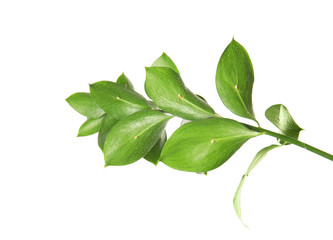 Branch with fresh green Ruscus leaves on white background