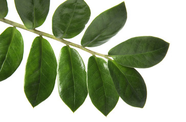 Fototapeta na wymiar Branch with fresh green Zamioculcas zamiifolia leaves on white background