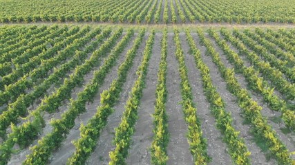 Aerial photography of the vineyard at sunset.