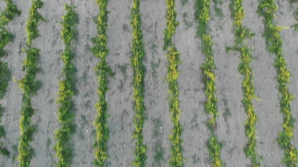 Aerial photography of the vineyard at sunset.