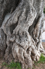Lorbeerbaum Stamm  Laurus