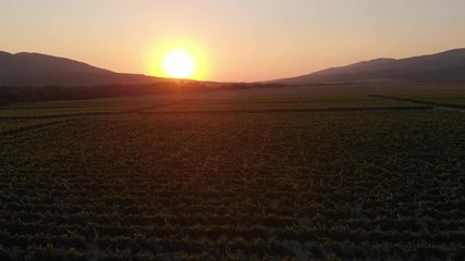 Aerial photography of the vineyard at sunset.