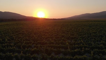 Aerial photography of the vineyard at sunset.