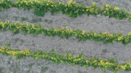 Aerial photography of the vineyard at sunset.