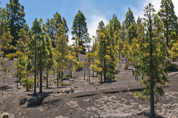 Pinien Wald in den Bergen