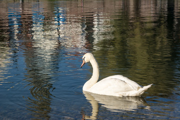 Schwan auf der Donau