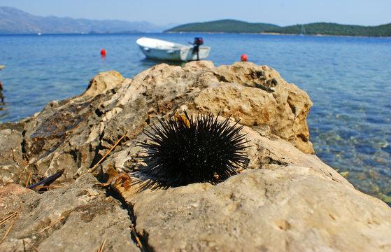 black spiny Sea urchin on a rock by the sea with a boat in the water and mountains on the background