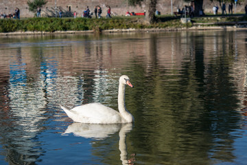 Schwan auf der Donau
