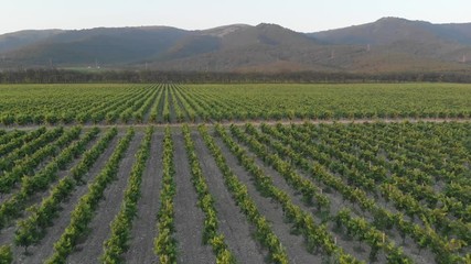 Aerial photography of the vineyard at sunset.