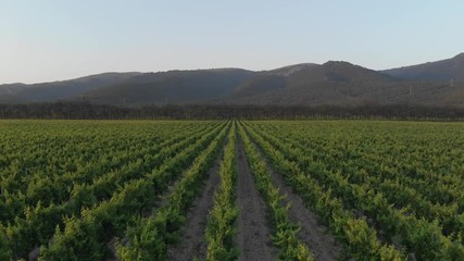 Aerial photography of the vineyard at sunset.