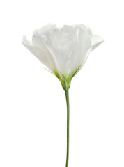 Beautiful Eustoma flower on white background