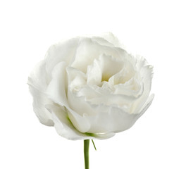 Beautiful Eustoma flower on white background