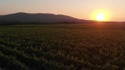 Aerial photography of the vineyard at sunset.