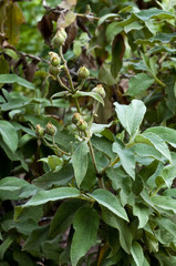 Blüten und Knospen einer wildwachsenden Kanaren Pflanze