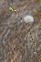 Pusteblume einer wildwachsenden Kanaren Pflanze