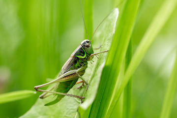 Grasshopper on the leaf of grass close up.