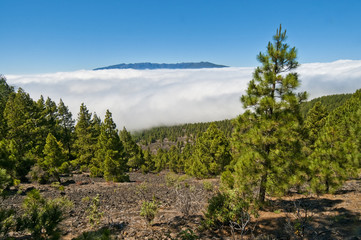 Fototapeta na wymiar Berg Landschaft mit Wald