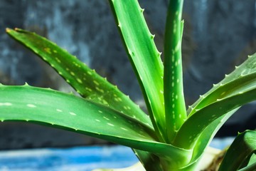 Fototapeta premium Aloe Vera Plant, selective focus