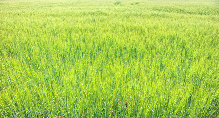 A lovely photograph of a growing wheatfield .  Photograph taken in Scotland in the summer of 2018.
