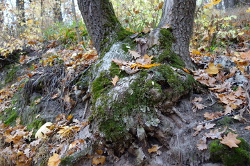 Fototapeta premium Деревья