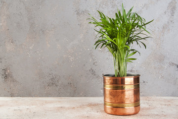 Green plants in copper flower pots.