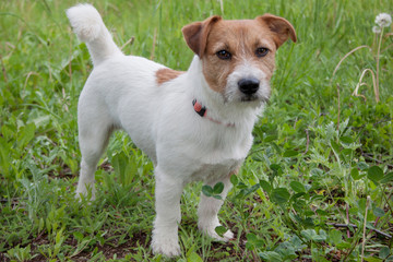 Cute jack russell terrier is looking at the camera.