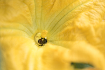 Yellow blossom bee polinator