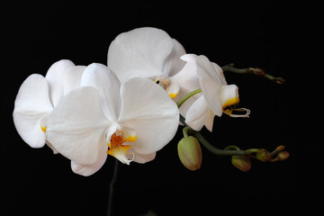 Naklejka na ściany i meble White orchid (orchidaceae) flower on the black background