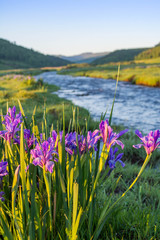 Flowering iris.  Цветущий ирис
