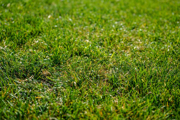 green grass meadow in summer