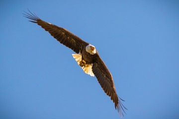 Eagle in Flight
