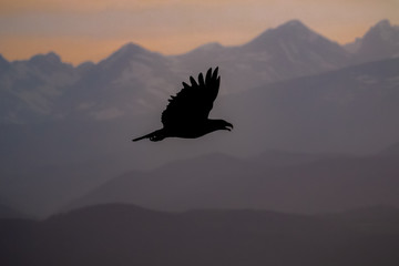 Naklejka premium Eagle Sunset