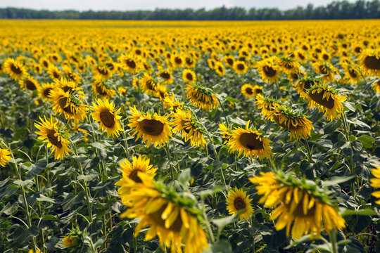 large number of yellow sunflowers