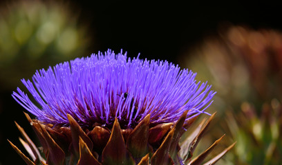 Beautiful flower in full splendor, wild artichoke, Cynara cardunculus