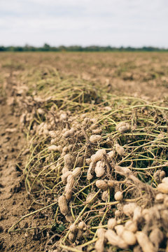 Raw Peanuts Just Pulled From Ground