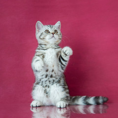Tabby British shorthair kitten playing, britain cat on cherry studio background with reflection.