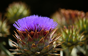 Naklejka na ściany i meble Beautiful purple flower in full splendor, wild artichoke in bloom