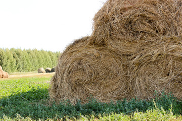 Bales of meadow hay