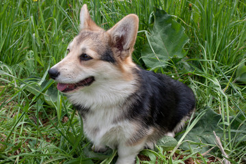 Cute pembroke welsh corgi puppy is sitting in a green grass.