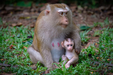 Fototapeta premium Monkey with her little cute baby.